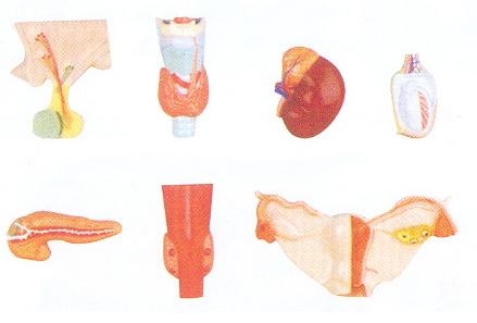 人体内分泌器官模型
