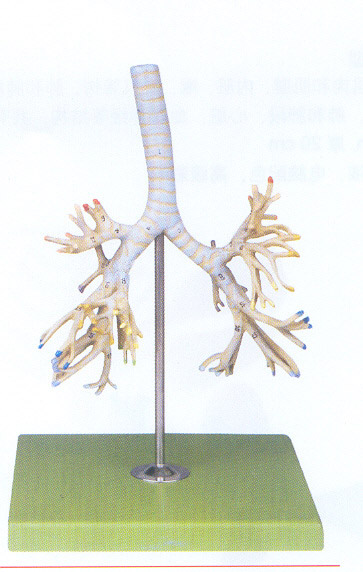 支气管树模型