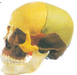 成人头颅骨骨性着色模型