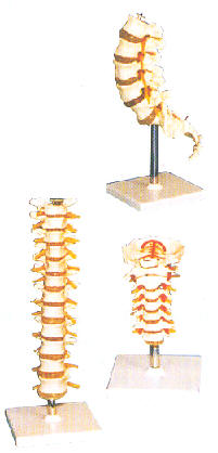 颈椎模型