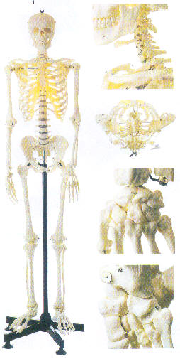 男性全身骨骼模型
