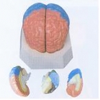 大脑分叶模型
