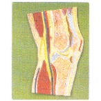 膝关节剖面模型