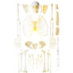 人体骨骼散骨模型（游离骨）