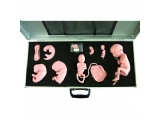 高级胚胎发育过程模型